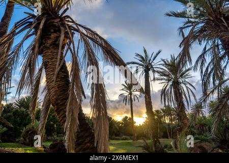 Morocco, date palms in the evening light Stock Photo