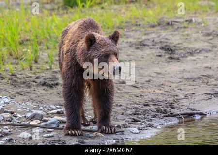 A young female grizzly bear (Ursus arctos) standing at the edge of a river in British Columbia. Stock Photo