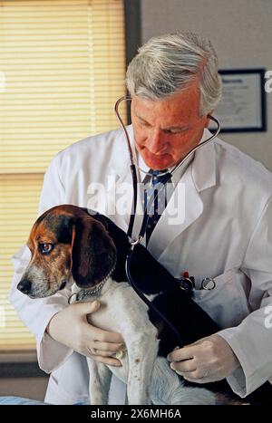 A veterinarian is conducting a thorough examination of a dog using a stethoscope to check the pets heart and lung functions. The dog remains calm and Stock Photo