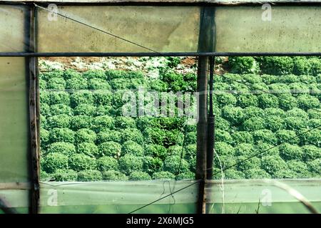 Rows of vibrant green lettuce plants thrive in a well-maintained greenhouse. Sunlight streams through the clear windows, nourishing the crops Stock Photo