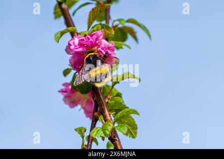 Busy bumblebee in spring, Bavaria, Germany Stock Photo