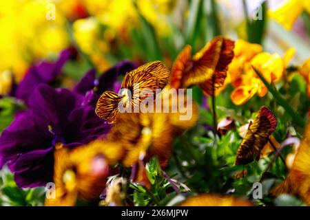 Horned violets (Viola cornuta Twix 'Tiger Eye' and Viola cornuta Twix 'Terracotta') in flowerbed with daffodils and Viola cornuta Twix Stock Photo