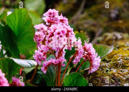 flowering thick-leaved bergenia (Bergenia crassifolia) Stock Photo