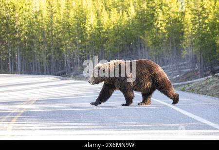 Yellowstone National Park, United States of America. 19 May, 2020. A Grizzly bear crosses a road in Yellowstone National Park in Montana. Stock Photo