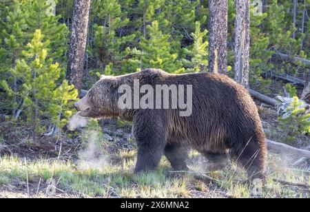 Yellowstone National Park, United States of America. 19 May, 2020. A large adult Grizzly bear walks through a Lodgepole Pine forest in Yellowstone National Park in Montana. Stock Photo