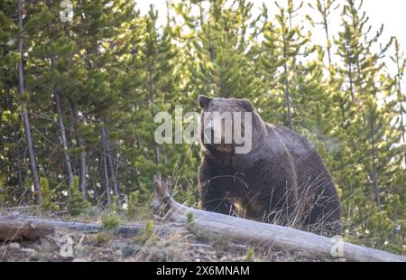 Yellowstone National Park, United States of America. 19 May, 2020. A large adult Grizzly bear walks through a Lodgepole Pine forest in Yellowstone National Park in Montana. Stock Photo