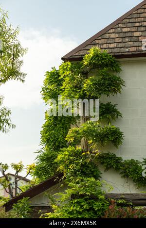 Wisteria vine framing the corner of building. Green facade with climber plants, ivy growing on wall. Stock Photo