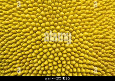 Jackfruit texture closeup. Abstract nature background. Stock Photo