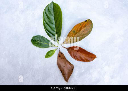 Leaves of different ages of jackfruit tree arranged in a circle - the concept of life cycle and aging. Cradle to grave. From birth to death. Stock Photo