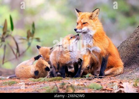 Portrait of mother fox with babies playing in the forest with green foreground, Canada Stock Photo