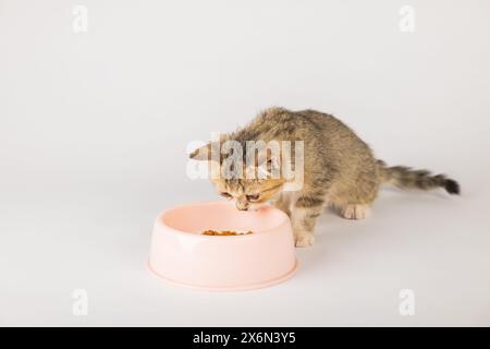 A charming tabby cat isolated on a white background is seen sitting next to a food bowl on the floor Stock Photo