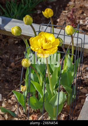 'Yellow Pomponette' Garden tulip, Trägårdstulpan (Tulipa gesneriana) Stock Photo