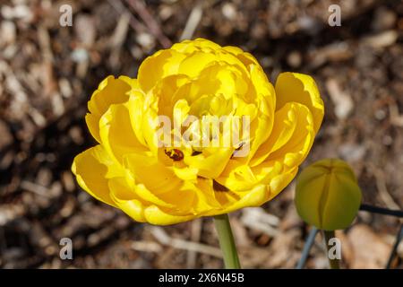 'Yellow Pomponette' Garden tulip, Trägårdstulpan (Tulipa gesneriana) Stock Photo