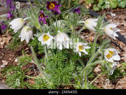 'Alba' Pasque flower, Backsippa, (Pulsatilla vulgaris) Stock Photo