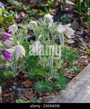 'Alba' Pasque flower, Backsippa, (Pulsatilla vulgaris) Stock Photo