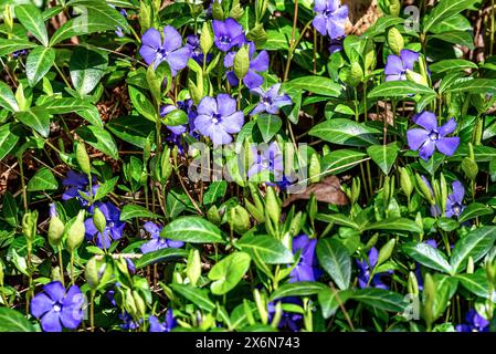 Purple periwinkle flowers and green leaves in the garden. Stock Photo