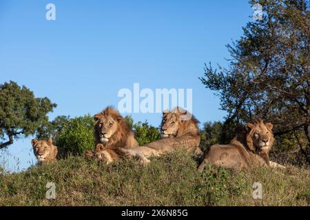 Stock photo portrait of pride of four mature adult male lions (Panthera leo) lying on a termite mound Stock Photo