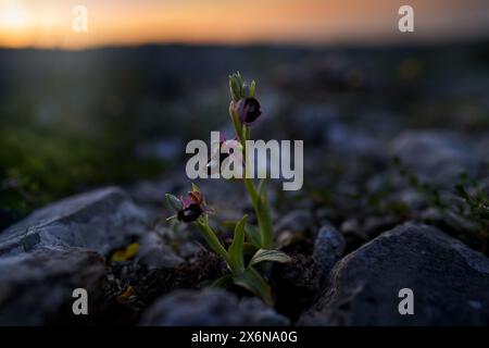 Wild flower on green meadow, ophrys. Ophrys bertolonii, hybrid flower Gargano in Italy. Flowering European terrestrial wild orchid, nature habitat. Be Stock Photo