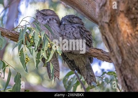 Australian Tawny Frogmouths perched on tree branch Stock Photo