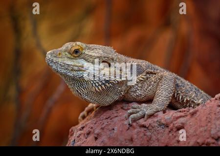 Inland Bearded dragon, Pogona vitticeps, lizard from Australia. Bearded dragon in the nature habitat. Close-up detail portrait on the stone. Stock Photo
