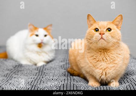 red cat lies on the sofa at home. two cats lying on the sofa. two cats in the house. Stock Photo
