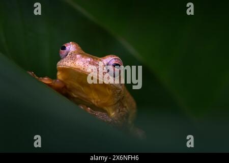 Veragua cross-banded tree frog, Smilisca sordida, animal in the nature habitat. Smilisca frog in the green leave in tropic forest, Costa Rica. Wildlif Stock Photo
