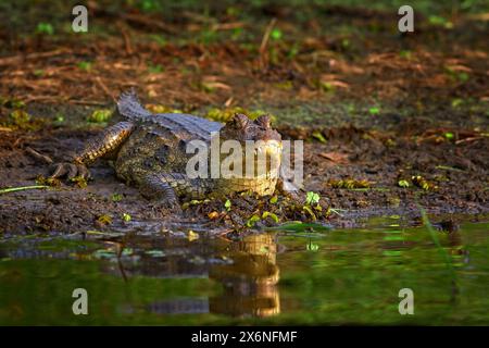 Spectacled Caimani, Caiman crocodilus, the water with evening light. Crocodile from Costa Rica. Dangerous water animal in the nature habitat. Stock Photo