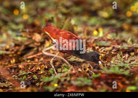 Northern Jacana, Jacana spinosa, wader bird from Cista Rica. Bird with long leg in the water grass. Jacana in habitat, green vegetation. Beautiful wad Stock Photo