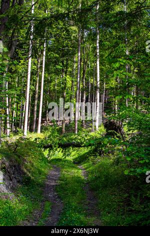 Fallen wooden trunk blocking the dirt road in a lush green spring forest Stock Photo