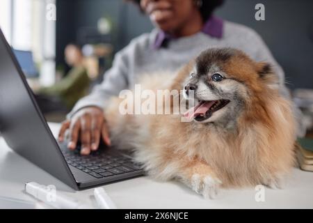 Portrait of cute senior spitz dog lying on desk in pet friendly office with woman using laptop copy space Stock Photo