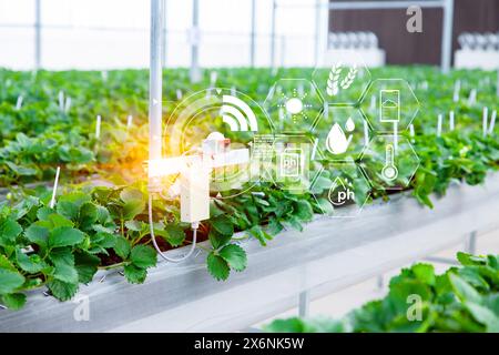 Agriculture smart farming technology sensor co2 humidity lighting temperature monitoring device for automation plant nursery in greenhouse Stock Photo