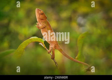 Night in taiga, Bear with lake fog, sunset. Autumn trees with bear. Beautiful brown bear walking around lake, fall pink colours. Big danger in habitat Stock Photo
