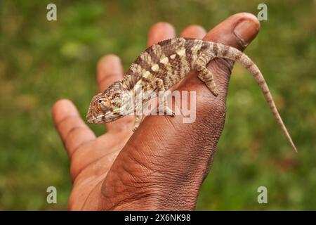 Chameleon in hand, people human, Furcifer pardalis, sitting on the tree branch in the nature habitat, Ranomafana NP. Endemic Lizard from Madagascar. C Stock Photo