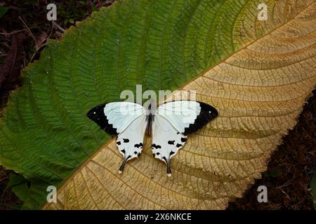 Madagascar wildlife. Mocker swallowtail, Papilio dardanus, sitting on the white flower. Insect in the dark tropical forest, nature habitat. Butterfy f Stock Photo