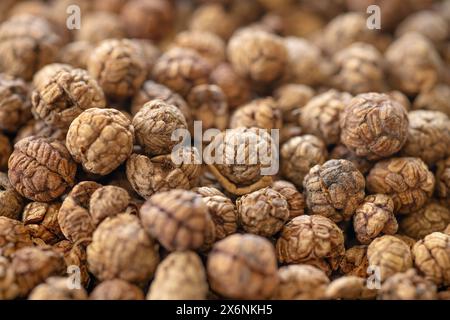 Dried seed herb, Amomum villosum Lour. Bustard cardamom, Tavoy cardamom,Zingiberaceae, Thai Asian dry herbal alternative medicine. Stock Photo