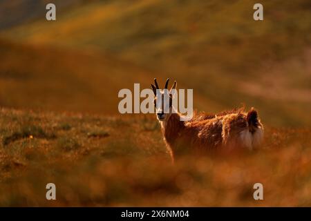 Chamois, Rupicapra rupicapra tatranica, rocky hill, stone in background, Nizke Tatry NP, Slovakia. Wildlife scene with horn animal, endemic rare Chamo Stock Photo