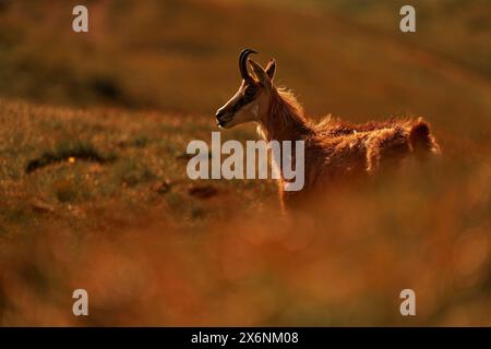 Chamois, Rupicapra rupicapra tatranica, rocky hill, stone in background, Nizke Tatry NP, Slovakia. Wildlife scene with horn animal, endemic rare Chamo Stock Photo