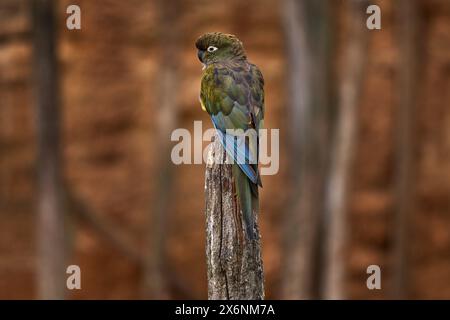 Burrowing parrot, Cyanoliseus patagonus bloxami, bird from Chile and Argentina. Burrowing parrot sitting on the tree trunk in the nature habitat. Stock Photo
