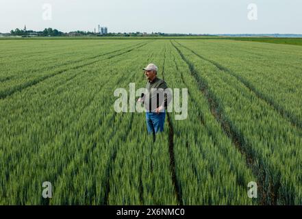 Senior farmer standing in wheat field holding tablet and examining crop during the day. Stock Photo