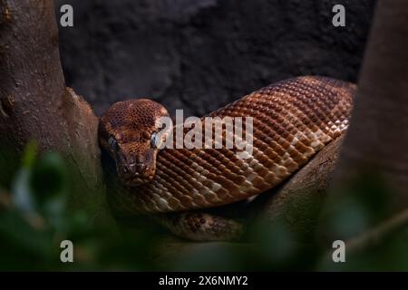 Rough-scaled python, Morelia carinata, large-scaled snake, species endemic to Australia. Brown snake in the nature habitat. Python sitting on the bran Stock Photo