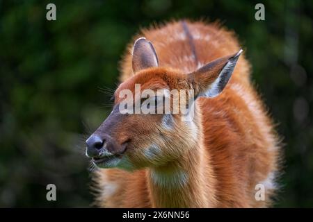 West African Sitatunga, Tragelaphus spekii gratus, Lekoko in Gabon. Close-up detail portraitof rare forest antelope in the nature habitat. Orange fur Stock Photo