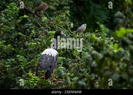 Magpie goose, Anseranas semipalmata, big black and white bird from Australia. Magpie goose in on the tree in the nature habitat, two herons in the bac Stock Photo