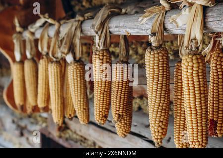 Corn cobs hanging on the facade of a building in Austria Stock Photo