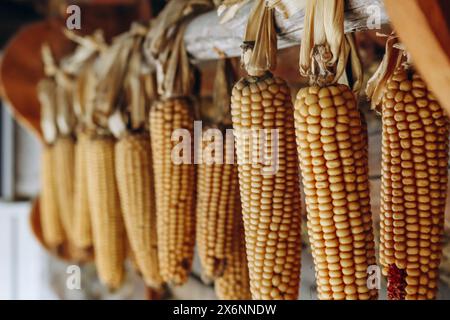 Corn cobs hanging on the facade of a building in Austria Stock Photo