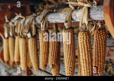 Corn cobs hanging on the facade of a building in Austria Stock Photo
