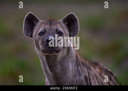 Hyena evening sunset light. Hyena, detail portrait. Spotted hyena, Crocuta crocuta, angry animal near the water hole, beautiful evening sunset and cub Stock Photo