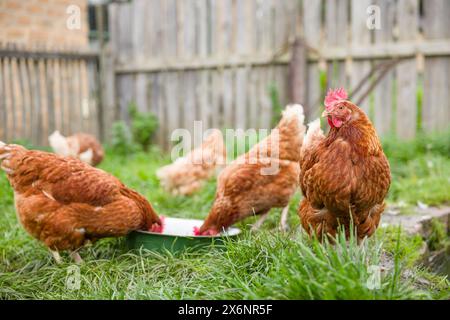 Free range chickens outside in a UK garden or smallholding Stock Photo