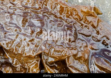 Sugar kelp or Saccharina latissima washed up on the beach at Seapark County Down Northern Ireland also known as Devils Apron Stock Photo