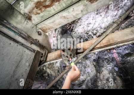 Person hand feeding possum with apple at Umpherston Sinkhole Gardens, Mount Gambier, South Australia Stock Photo