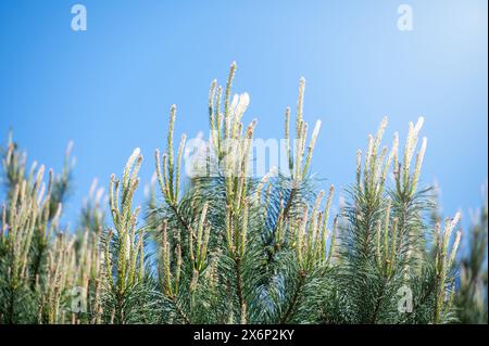Close-up of young pine branches flourishing with delicate white blossoms. The contrast of vivid green against the clear blue sky creates a fresh, spri Stock Photo